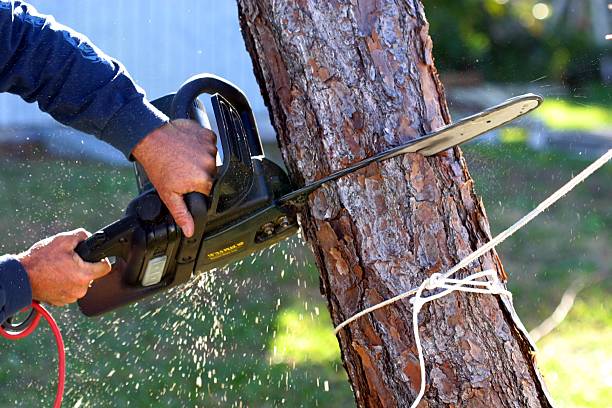 Mulching Services in Sunland Park, NM