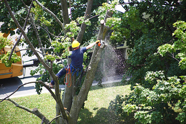 How Our Tree Care Process Works  in  Sunland Park, NM